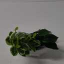 Fake Plants 11.8" Artificial Potted Plant Assorted Faux Plants in Pot Silk Plants Artificial Plants Indoor for Home Living Room Bedroom Bathroom Office Desk Table Centerpieces Shelf Greenery Decor