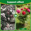 YHLYUZZ Peony Cages and Supports 4 Pack, 12x16 Inch Heavy Duty Metal Plant Cage for Outdoor Plants – Grow Through Flower Support Rings for Peonies, Roses, Tomatoes & Hydrangeas