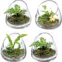 MyGift 5 Inch Premium Clear Glass Air Plant Terrarium, Tealight Candle Holder, Succulent Cactus Plant Vase, Set of 4
