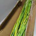 Artificial Plant, 47in Tall Pampas Grass, Faux House Plants in Pot, Indoor Decorative Flowers &Greenery for Home and Office, Ideal Housewarming Gift