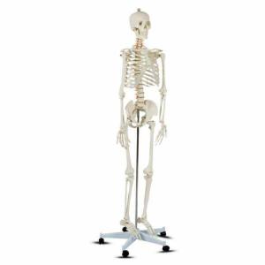 Total Tactic AP2181 Medical School Human Anatomy Class Life-Size Skeleton Model