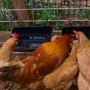 Hanging Chicken Feeder Trough for Goat Sheep Deer Poultry Duck Chicken Fence Feeder Livestock Feeding Container Goats Supplies Feeders Waterer Bucket