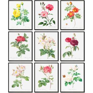 LANCHI95 Vintage Roses Botanical Prints - Flower Wall Art, Rose Collection, Roses for Wall Decoration (9pcs- 8x10in- UNFRAMED)