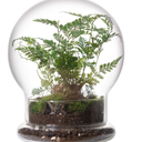 WHJY Round Glass Cloche for Indoor Plants Small Terrarium Glass Cloche with Base Mini Cloche Dome with Base for Display Home Decor