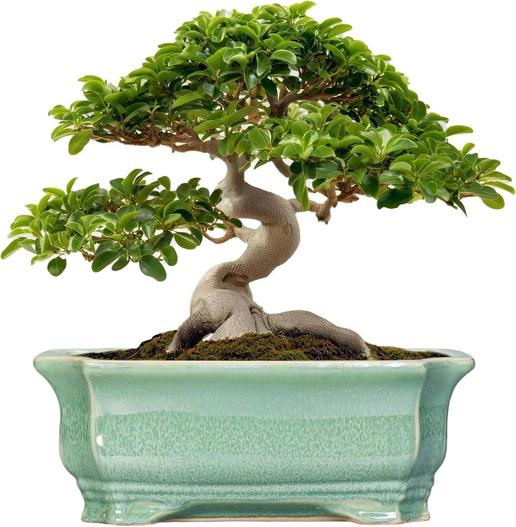 Bonsai Pots - 13.7 Inch Rectangle Ceramic Pots for Plants, Large Succulent Planter with Drainage Hole, Decorative Planters for Indoor Outdoor, Garden House Decor, Housewarming Gifts, Green