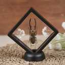 Real Stag Beetle Plastic Frame Taxidermy Dried Specimen Entomology Curiosities Crystal Shelf Shadow Box Display Oddity Witchy Gift Hanging Display Table Wall Home Decor PL-84