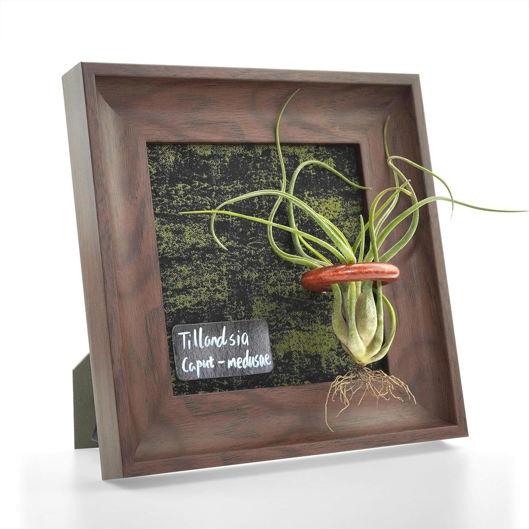 Air Plant Holder Tillandsia Ionantha Display Frame - Waterproof Wall Hanger Air Succulent Hanging Decor for Indoor House Plants, Creative Gift for Plant Parents