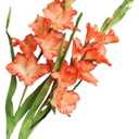 Long Stem Artificial Gladiolus Flower, Set of 2, Home/Wedding/Office Decor (Orange)