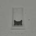 Compatible with iPhone 16 Plus Case Clear Cute for Women - Rugged Phone Cases Funda Protector Cover Skin (Black Cat Ears Animal)