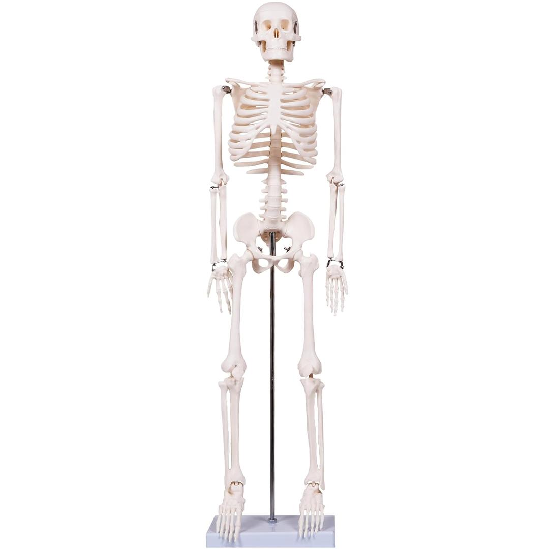 breesky Scientifc Human Skeleton Model for Anatomy, 33.4 Skeleton Model with Metal Stand, Removable Arms&Legs for Student to Study Human Skeleton Anatomy System, Halloween Decor, Manual Included