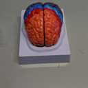 ZENFUN Life-Size Human Brain Anatomical Model, Color-Coded Partitioned Brain, 2 Parts, Anatomically Accurate Brain Model for Science Classroom Study Display Teaching Medical Model