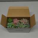 Der Rose 2 Pack Fake Plants Succulents Plants Artificial Cactus Plants in Wood Pots with Pink Flowers for Farmhouse Bathroom Decor