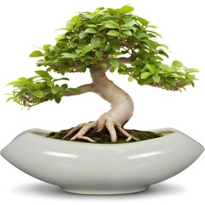 Bonsai Pots 18 Inch - Ceramic Succulent Pots with Drainage Hole Decorative Plant Pot Indoor Large Outdoor Planter Modern Flower Pot for Home Garden Room Decor Gray