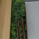 Aurdox 16 Pcs Real Touch Norfolk Pine Branch  18" Artificial Christmas Green Plants Branches, Faux Greenery Pine Stems Fake Cedar Picks for Vase DIY Crafts, Christmas Picks Indoor Home Decor