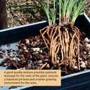 10 Quart Bonsai Soil Mix Lava,Pumice,Pine Bark and Calcined Rock, Natural Organic Mix for Potted Plants (EXP 01/01/36)