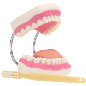 Giant Teeth Dental Demonstration Model with Toothbrush, Enlarged 6 Times Standard Size Mouth Model, Denture Teaching Model for Teaching and Study