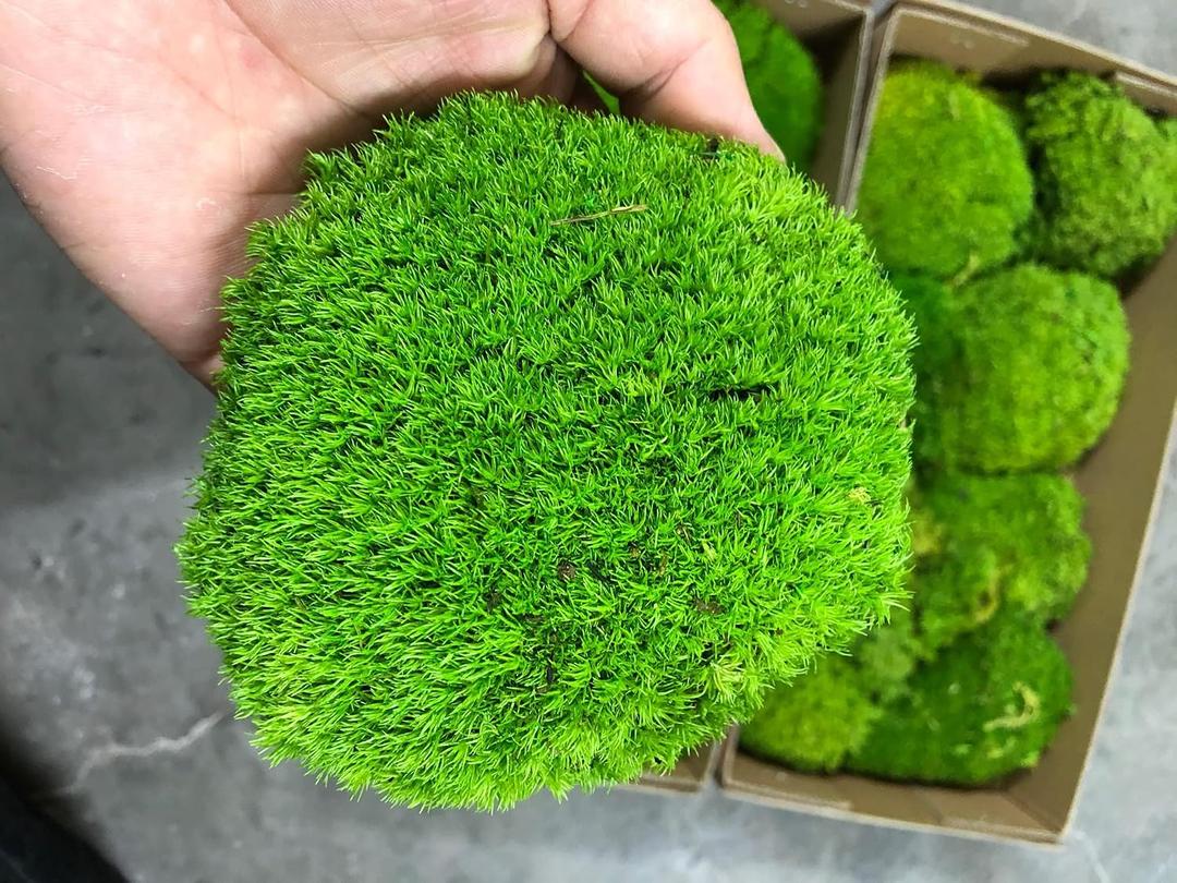 Preserved Pole Moss Pillow Bun Cushion Natural Green Decorative Real Natural Green DIY Kit Terrariums Gardenning Art Wall Decor Florist Decor Easter Table Wedding(1.5 sq.ft, Green-B) (EXP 09/10/26)