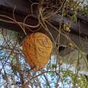 2 x 8 Pieces Wasp Nest Decoy Hanging Fake Wasp Nest Waterproof Material Hornet Decoy for Hornets (mix Color 8 pack)