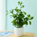 19'' Artificial Ficus Plant in White Textured Ceramic Pot Realistic Faux Greenery with Lifelike Leaves Fake Plants for Indoor Home Office Bathroom Shelf Desk Tabletop Decor