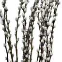 20 Stems Real Dried Pussy willow Preserved Greenery Branches for Vase- Natural Tall Pussy willows with White Flowers 27.5IN Snow Willow Branches for Easter Wedding Home Party Hotel Fireplace Decor