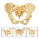 Female Pelvic Skeleton Model - Life-Size Obstetric Childbirth Education Tool with Anatomy Doll,Hip Bone Anatomy Model,Flexible Pelvic Floor Model for Gynecological Training & Midwives