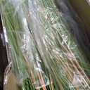 KOL Artificial 5ft 2-Pack Horsetail Reed Grass, 59in Tall Artificial Indoor Outdoor Fake Grass Plant, Home Office Decorative Artificial Plants in Pot Faux Plant Greenery, Wedding Decor