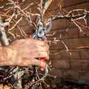 Corona Tools DualCUT Forged Steel Bypass Hand Pruner 1 Cutting Capacity Garden Pruning Shears for Branch & Stem Cutting