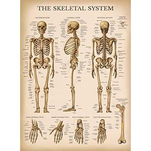 Palace Learning Vintage Skeletal System Anatomical Chart - Human Skeleton Anatomy Poster (LAMINATED, 18" x 24")
