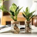 Glass Plant Propagation Stations for Plants Set of 8(4 Large & 4 Small) Hydroponic Vases for Plant Cuttings,Flower Arrangements, Home & Office DecorDesktop Vases for Living Room, Bedroom (8)
