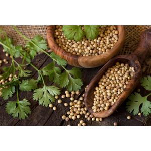 2 x Seeds Coriander Cilantro Heirloom Herb Non GMO