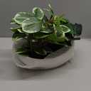 Fake Plants 11.8" Artificial Potted Plant Assorted Faux Plants in Pot Silk Plants Artificial Plants Indoor for Home Living Room Bedroom Bathroom Office Desk Table Centerpieces Shelf Greenery Decor