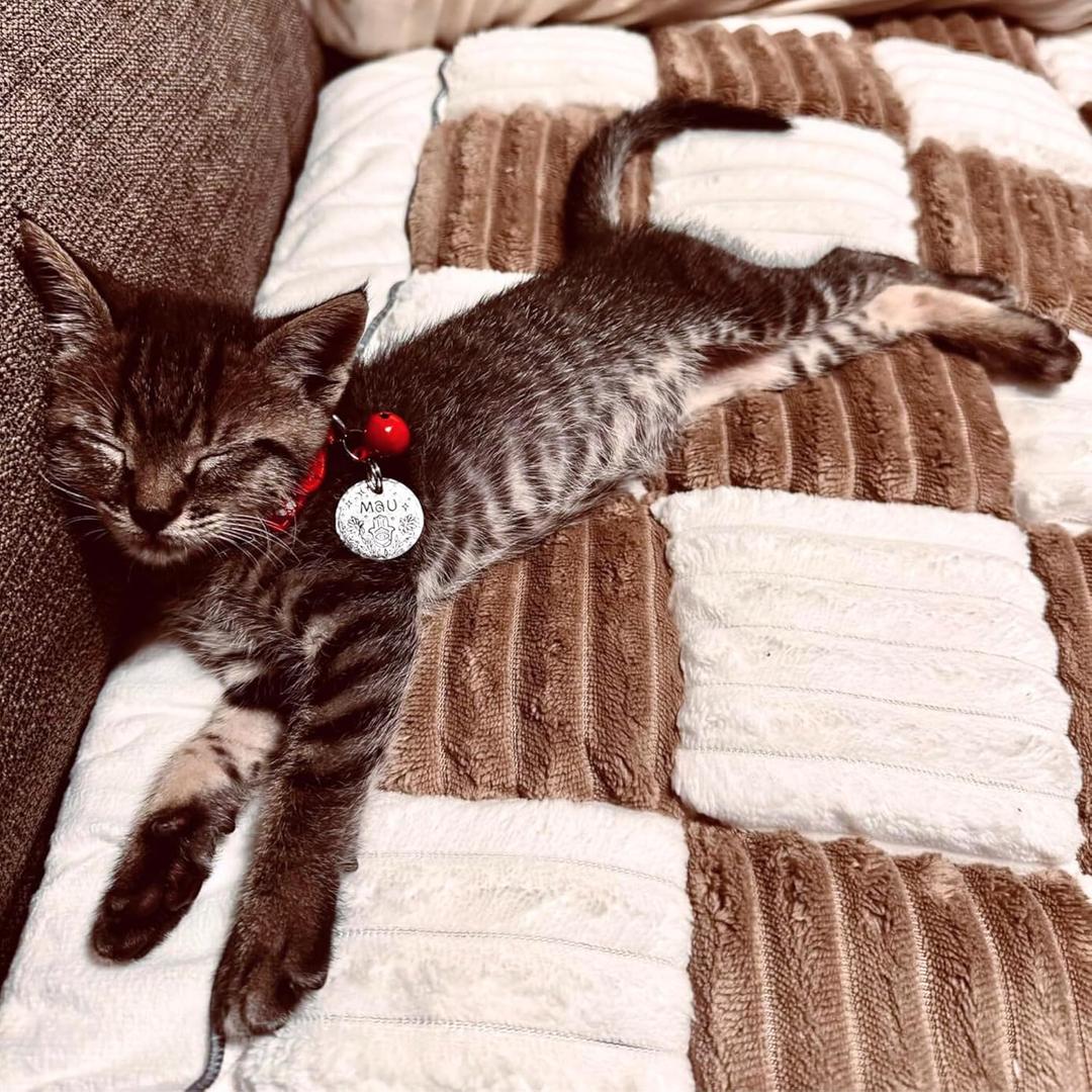 Cattasaurus Washable Pet Friendly Couch Covers for 3 Cushion Sofa, Comfort Cat Beds for Indoor Cats, Cozy Kitten Bed, Super Soft Plush Pet Bed for Cat/Dog with Anti-Slip Bottom (Large, Deep Coffee)