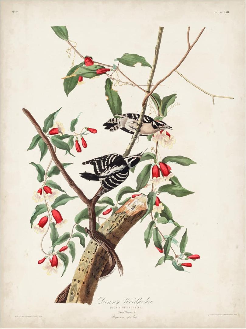 Trademark Fine Art 'Downy Woodpecker' Canvas Art by John James Audubon 18x24