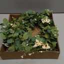 Qingbei Rina Spring Wreaths for Front Door 22-24 Inch, Eucalyptus Door Wreath with White Berry, Maple Leaf, Green Leaf Wreaths Indoor Outdoor, St. Patrick's Day Farmhouse All Seasons Porch Home Decor