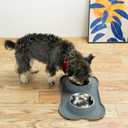 Stainless Steel Dog Bowls with Non-Slip Silicone Mat, Spill Proof Food & Water Bowls Set, Easy Clean Puppy Food Dish, Dishwasher Safe, Suitable for Dogs Cats Pet Under 20lbs, Medium, Grey (Medium-13 oz)