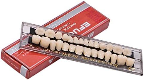 ZLYDG 28Teeth Dental Synthetic Resin Tooth Denture Dentistry for Halloween Horror Teeth,Dental Education,Dental Teeth Teaching Model (23A2(1SET))