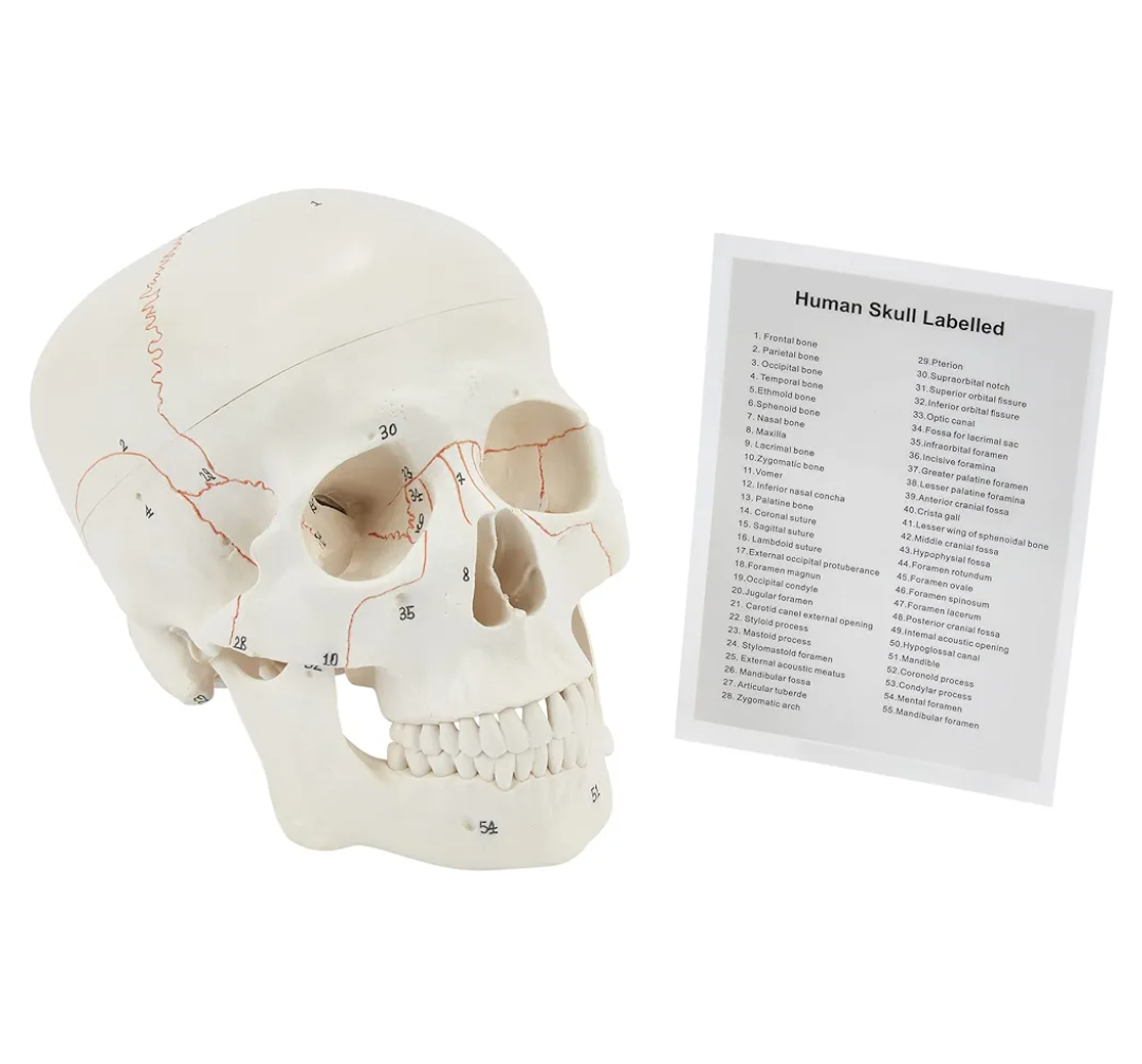 Human Skull | Anatomical 3-Part Medical Skull | Life-Size Adult Skull | Numbered Skull from 1-55 with Skull Guide Included | Medical Teaching & Educational Model | Medical Student Gifts