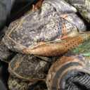 Hunting Blind 270/360 Degree See Through Ground Blind with Carrying Bag, 2/3 Person Pop Up Camouflage Tent Portable Concealed Shelter