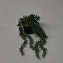 LOYWREE Fake Plants Indoor Artificial String of Pearls Plant in Black Pots, Realistic Green Faux Succulent Hanging Plants for Shelf Decor Desk Home Garden Decorations