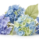 Artificial Plant, 
With Stems, White Blue Flowers Artificial For Decoration Wedding Décor