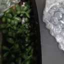 Der Rose 2 Pack Fake Plants Hanging Artificial Succulents Plants in Black Pots for Living Room Bathroom Accessories Boho Farmhouse Wall Decor