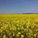 7 x 500+ Seeds Mustard - Vegetable White