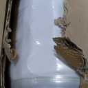 Zinus 8 Inch Foam and Spring Hybrid Mattress [New Version], Full, Fiberglass Free, Medium Firmness, Durable Support, Certified Safe Foams & Fabric, Mattress in A Box (White)