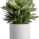 8 Inch Plant Pot: Ceramic Planter with Drainage Hole & Saucer for Indoor Outdoor Plants - Flowerpot with Bonded Tray for Home Office - Retro Style, Grey
