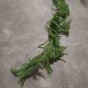 Pine Garland Realistic Christmas DeluXe Norfolk Pine Garlands Artificial Greenery FauX Norfolk Garland Garlan Pine, 2 Pcs, 60''