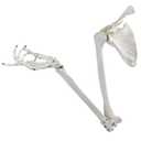 Human Upper Limb Skeleton Anatomical Model, Life Size Human Arm Skeleton Model with Movable Shoulder and Hand Joints Clavicle and Scapula for Medical Science Education Study or Teaching