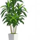 7FT Artificial Dracaena Tree, Fake Tree Indoor with White Tall Planter, Tall Artificial Plants Indoor, Artificial Silk Tree for Home Office Decor Plants Indoor Outdoor (White)