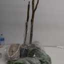 Artificial Ficus Tree, 7ft Silk Fake Ficus Leaves Plant with Basket, Indoor Outdoor Faux Green Tree for Home Garden Office House Livingroom Dcor