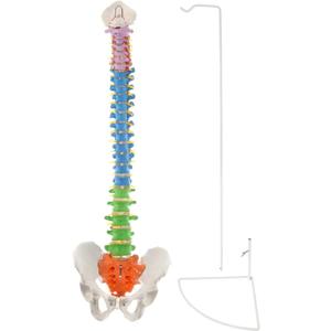 BEAMNOVA Flexible Anatomy Spine Model 85cm/33.46in Bendable with Holder Stand Colored Vertebrae Lumbar Spine Model with Nerves for Chiropractors Life Size Multicolored