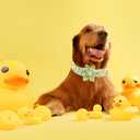 Elegant little tail Dog Collar- Cute Duck Dog Collar with Flower for Small Dogs, Female Adjustable Cotton Summer Pet Flower Puppy Collars for Small Medium Large Dogs (Small (Pack of 1))